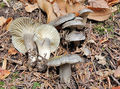 Hygrophorus camarophyllus